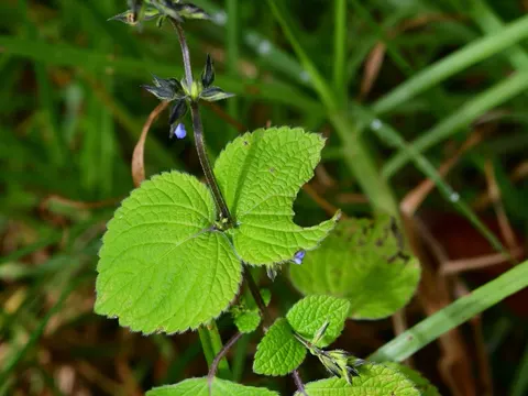 Linden-leaf Sage