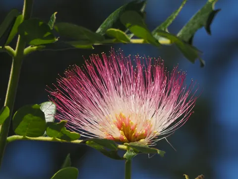 Rain Tree