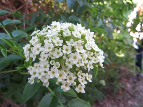 Australian Elderberry