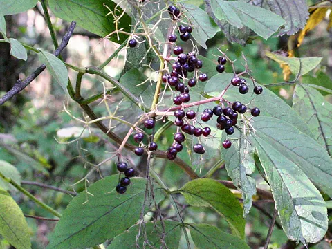 American Elderberry