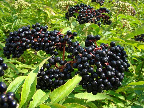 Black Elderberry