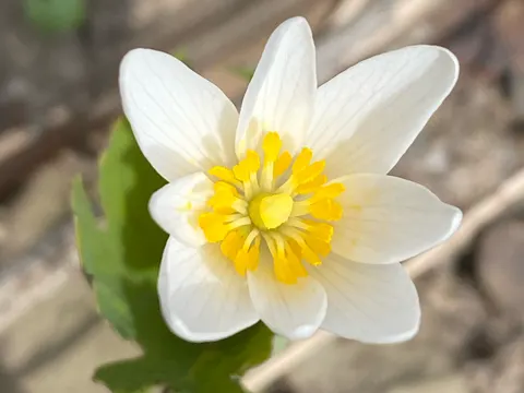 Bloodroot