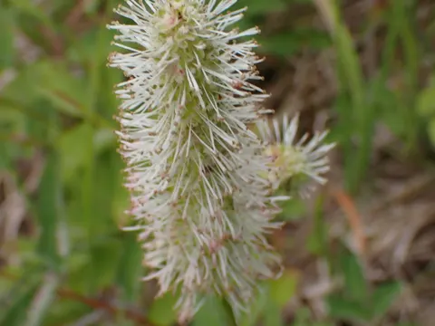 Alpine Burnet