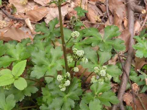 Sanicle