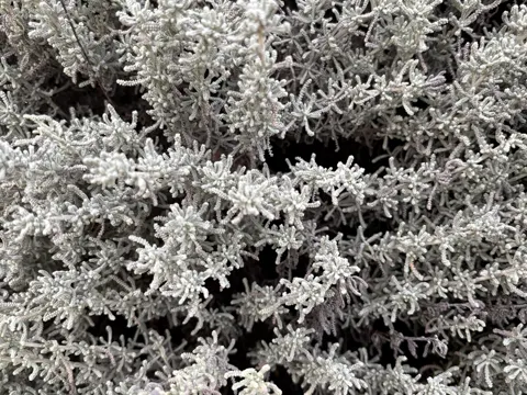 Lavender-cotton
