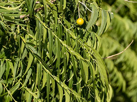 Western Soapberry