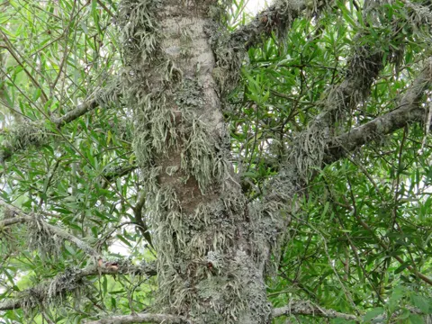 Bloodberry Tree