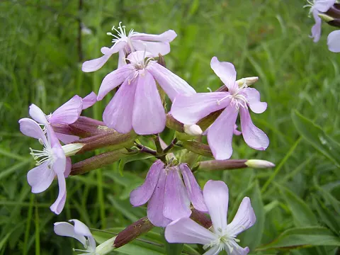 Gewöhnliches Seifenkraut