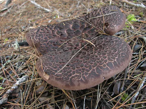 Scaly Hedgehog
