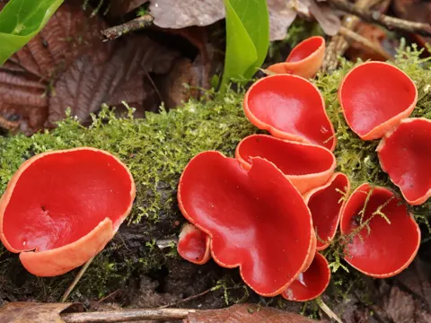Scarlet Elfcup
