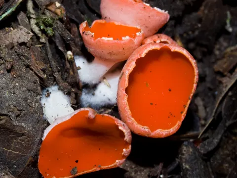 Scarlet Elf Cup