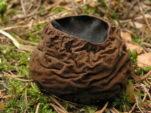 Dung Cup Fungus