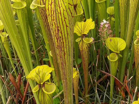 Gelbe Schlauchpflanze