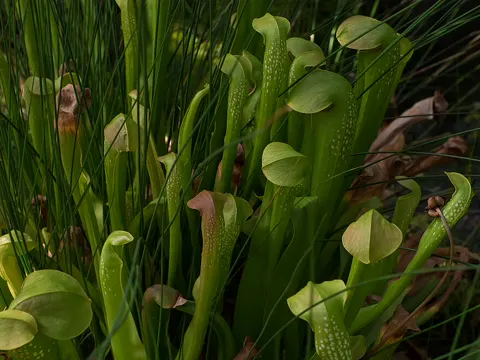 Hooded Pitcher Plant