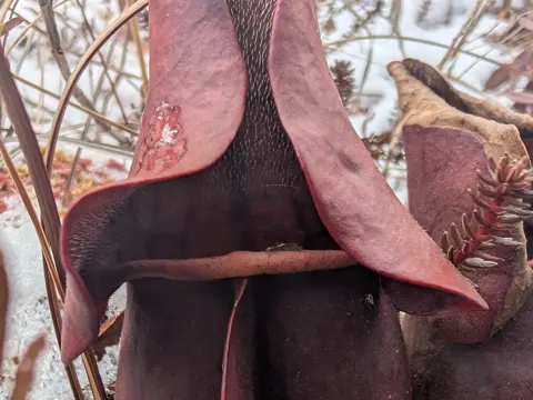 Purple Pitcher Plant