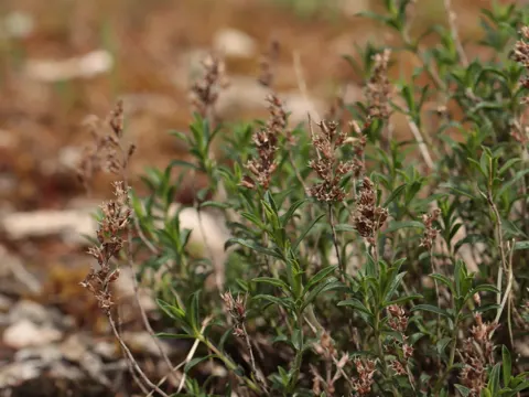 Winter Savory