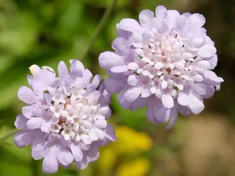 Small Scabious