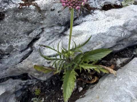 Glossy Scabious