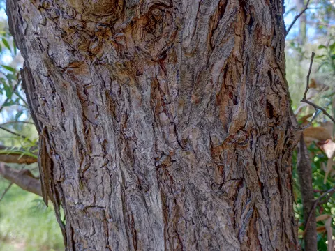 Pepper Tree