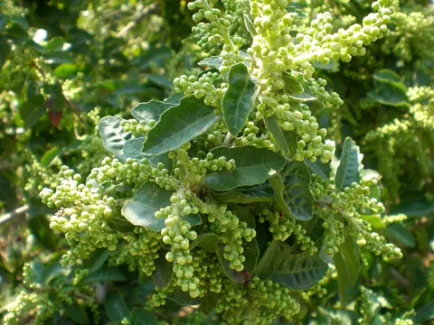 Peruvian Pepper