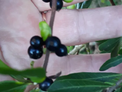 Long-leaved Pepper Tree