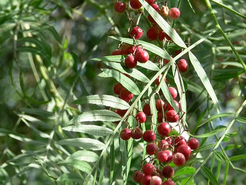 Peruvian Pepper