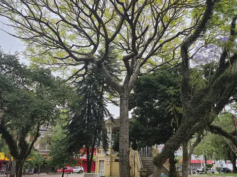Brazilian Wood