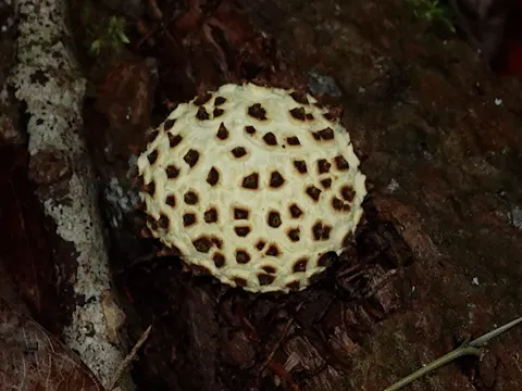 Devided Earthball
