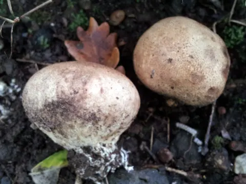 Potato Earthball