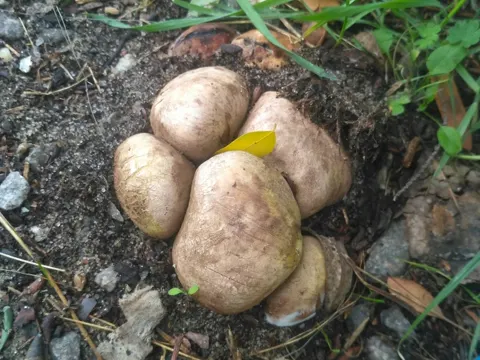 Onion Earthball