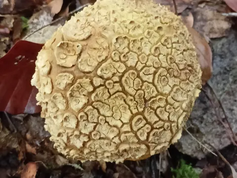 common earthball