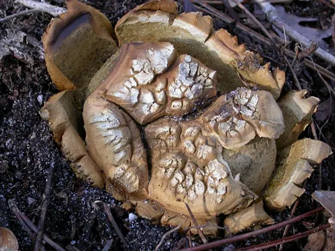 Many-Rooted Earthball
