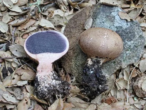 Scaly Earthball