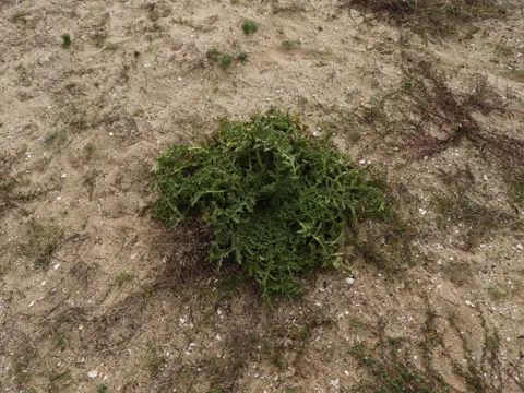 Spanish Oyster Plant
