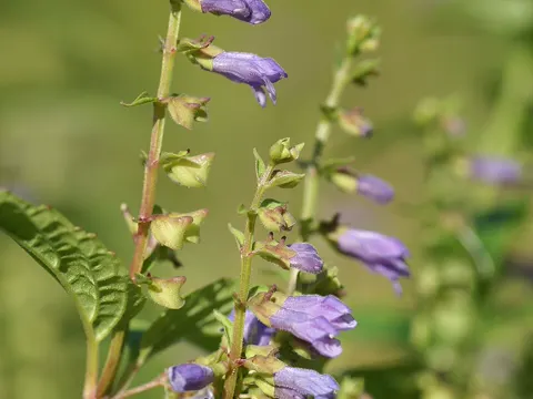 Mad-dog Skullcap