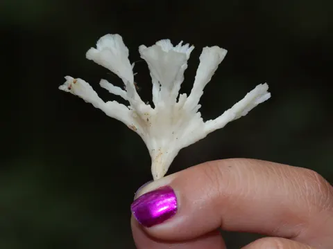 Jellied False Coral Fungus
