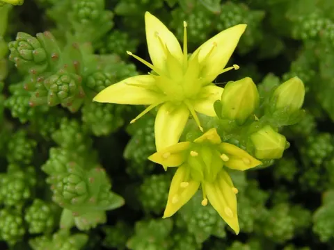 Biting Stonecrop