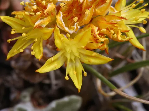 Lanceleaf Stonecrop
