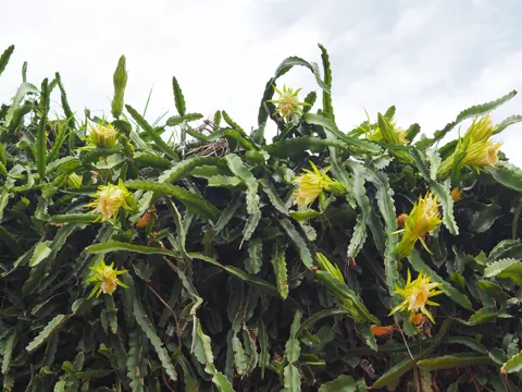 Nightblooming Cactus