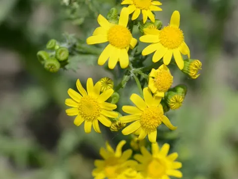 Eastern Groundsel