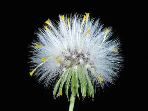 Common Groundsel
