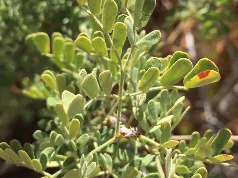 Catclaw Acacia