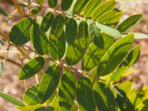 Wild Senna
