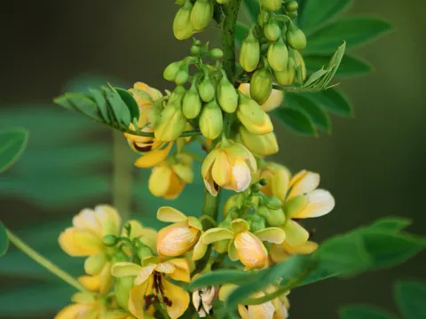 Wild Senna