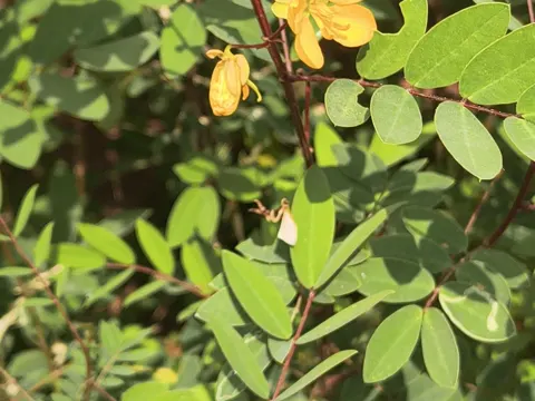 Coffee Senna