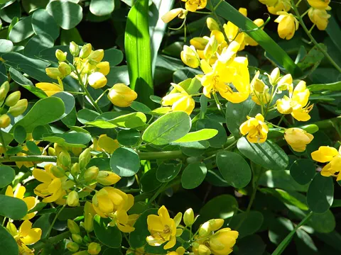 Senna pendula