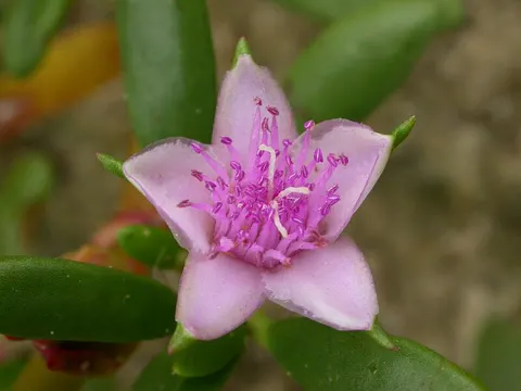 Sea Purslane
