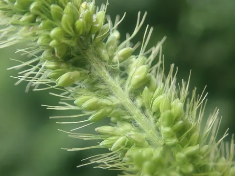 Green Bristle-grass