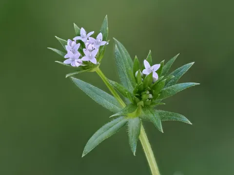 Field Madder