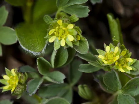 Creeping Sibbaldia